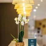 Hotel O7 Alondra 3*
