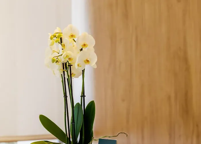 מלון O7 Alondra קאלה ראטג'אדה